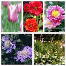 Search for flowers with us. Best Flowers To Plant In Minnesota Our Favorite Perennial Flowers