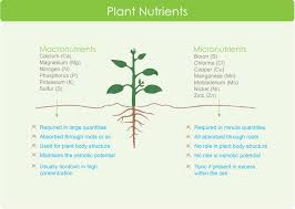 Macronutrients and micronutrients are the basis of human metabolism. The Recipe For Plants Strategies For Cell Culture Media Preparation Goldbio