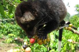 Status hukum kopi luwak di indonesia menurut pemerintah dan agama adalah halal bisa untuk diproduksi dan dikonsumsi. Apa Dasar Fatwa Halal Mui Terhadap Kopi Luwak National Geographic