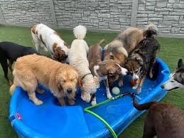 If not spayed/neutered please see pricing below for deluxe full service. Natrona Heights Pittsburgh Paws Pet Resort