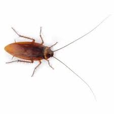 A bed bug is able to cause a number of health effects, including skin rashes, psychological effects and allergic symptoms. Fumigadores De Cucarachas En Miami 786 222 7069