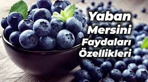 Peki, yaban mersininin faydaları nelerdir? Yaban Mersini Faydalari Ve Ozellikleri Nelerdir Trend Hayat