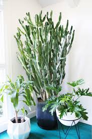 The cuttings will eventually start rooting from the cut end and start growing. Five Easy To Care For Houseplants A Beautiful Mess