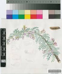 Image result for Ormocarpum trichocarpum