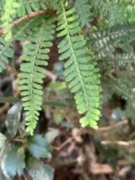 Image result for Arthropteris palisotii