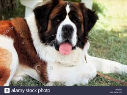 Pin On Super Dog