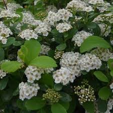 Image result for Spiraea x bumalda ´Crispa