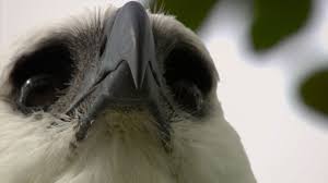 Research conducted in a nesting site in brazil concluded that the harpy's prey basis was composed in 79% by sloths. Jungle Eagle Harpy Eagle Facts Nature Pbs