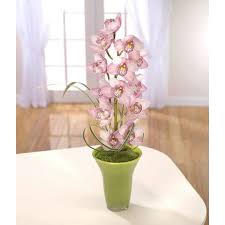 Flower orchid channel is introduced in all kinds of orchids, especially the rare orchid vietnam with friends in europe have a nice day. Leonora Rose Within Asda Leeds Florists Yell