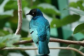 There are three species of swallow in austin with this general color pattern (dark above, light below, and a the shape of the tail would help too, but this we again don't see. Close Up Photography Black Headed Blue Bird Animal Nature Colorful Exotic House Of The Sea Piqsels