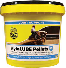 Image result for Hylebates