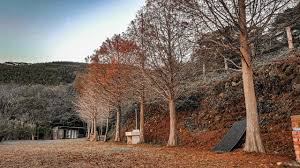 nature camping taiwan in 2021 nature camping tree