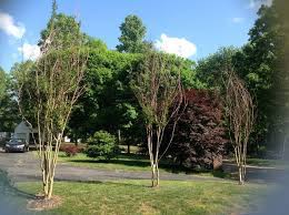 The crape myrtle tree, or lagerstroemia, is a shrub or a small tree. Crepe Myrtle Leaf Growth My Crepe Myrtle Has No Leaves