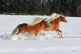 Jingle Bells Horses Beautiful Horses Pretty Horses