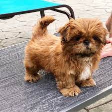 Dog Breeds Shih Tzu Shih Tzu Puppy Shitzu Dogs Shih Tzu Breeders