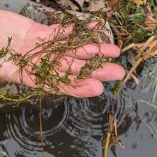 Image result for Gilgiochloa indurata