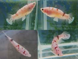 Reblogged Female Koi Betta Koi Betta Betta Fish Betta Fish Care