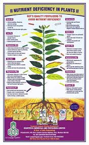 Adeniums Bonsai S Added A New Photo Adeniums Bonsai S Plant Nutrients Plants Nutrient Deficiency