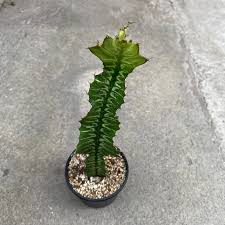 Image result for Euphorbia bougheyi