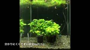 アクアリウム水草トリミング 密集して増えすぎたアヌビアス ナナを少し整理 水槽01 Youtube