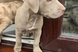 The cheapest offer starts at £12. American Bully Dogs And Puppies For Sale In Manchester