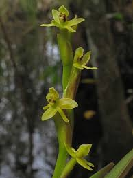 Image result for Epidendrum