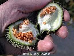 Image result for Datura inoxia