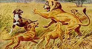 Hauteinstülpungen am rücken, die bis in den wirbelkanal hineinreichen können. El Curo Zur Liesbergmuhle Der Rhodesian Ridgeback