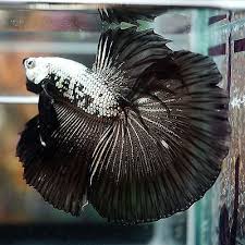 Pin By Sasha On Animais Betta Aquarium Betta Betta Fish Tank