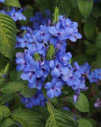 Image result for Eranthemum pulchellum