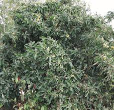 Image result for Eriobotrya