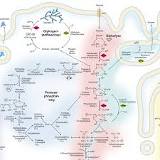 In der damit sie ihr poster auch zeitnah erhalten, einfach den button „abholtermin vereinbaren anklicken und unser. Medi Learn Tipp Unser Biochemie Poster Mit Den Facebook