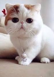 They are looking forward to meeting you and find their loving forever home. Does Garfield Still Come When I Call Does Garfield Still Lick Me Like Crazy Pin On Adorable Kittens Receive The Latest News Special Offers And Fun Stuff Fro
