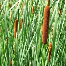 Brown cylindrical cattails with feathery tops in marsh reeds at nursery
