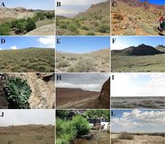 Image result for Zygophyllum leucocladum