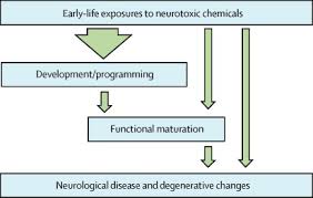 Neurobehavioural Effects Of Developmental Toxicity The Lancet Neurology