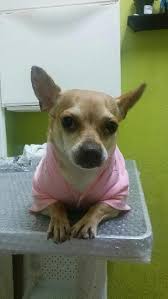 Check spelling or type a new query. Pet Grooming At Cypress Texas Houston A1 Pampered Paws Mobile Grooming Cat And Dog Sitting Dog Walking Petbacker Texas
