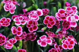 By planting different perennial flowers and shrubs with an eye on early, mid, and late growing seasons, you can have a garden that looks bountiful from fortunately, there are many varieties within a perennial family that have different bloom periods, allowing your favorite flowers to have a long. 15 Red Perennials That Bloom All Summer Garden Tabs