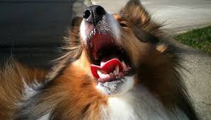 ** if your dog is currently choking, please skip this story and watch this video immediately. How To Save Your Dog From Choking And Do It The Right Way