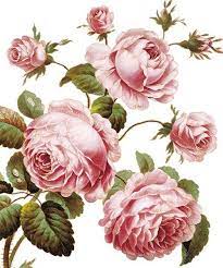 Vintage cranston pink red green black floral cabbage roses cottage flower garden 100% cotton fabric. Cabbage Rose Flower Art Vintage Flowers Vintage Roses