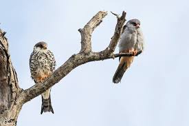 Amur Falcon (Falco amurensis) - EcoRegistros