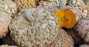 French Heritage Heirloom Winter Squash 10 Organic Seeds Galeuse D Eysines Peanut Potiron Pumpkin Orange Skin Orange Flesh Cer Organic Seeds Eysines Orange Skin
