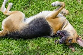 Check spelling or type a new query. Why Is My Dog Having Seizures
