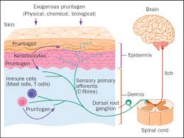 Image result for scabies transmission