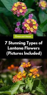 7 Stunning Types Of Lantana Flowers Pictures Included Trees Com Verbena Plant Lantana Lantana Plant