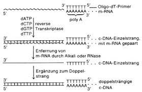 A cdna library is a combination of cloned cdna (complementary dna) fragments inserted into a collection of host cells, which together constitute some portion of the transcriptome of the organism. Cdna Lexikon Der Biologie