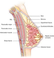Breast cancer has to divide 30 times before it can be felt. Why Do My Breasts Have Hard Lumps Everywhere Would Normal Blood Tests Detect Cancer I M Only 18 Quora