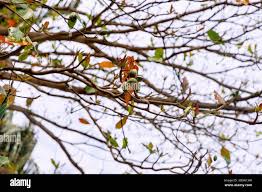 Image result for Terminalia kilimandscharica