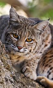 Show me a picture of a bobcat. Female Bobcat Cats Animals Wild Wild Cats