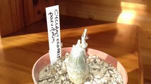 Image result for Cyclantheropsis parviflora